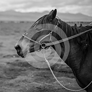 The black horse in Xizhang