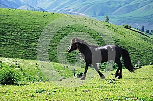 A black horse in Yili prarie