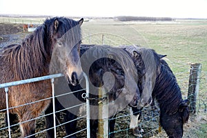 Black horses