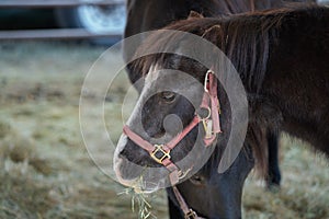 Black horses on a farm eating hay