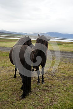 Black horses on a field cleaning each other