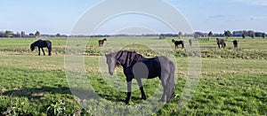 black horses in green grassy meadow under blue sky in holland