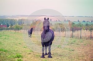 Black horses in the meadow