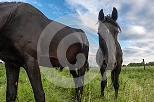 Black horses in a pasture in the French countryside