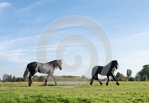 black horses run in green grassy meadow under blue sky in holland
