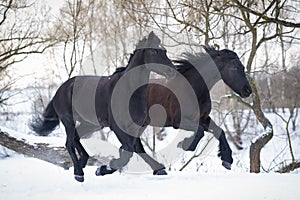 Black horses running gallop in winter forest