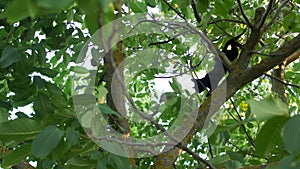 A black house cat descends from a walnut tree. She deftly moves along the branches