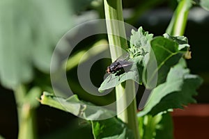 Black house fly - muscina stabulans- on a grren cabbage leaf as a close up