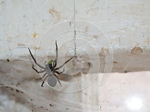 The black house spider or common black spider Badumna insignis is a common species of cribellate Australian spider.