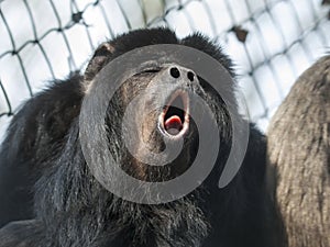 Black howler