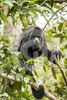 Black Howler Monkey