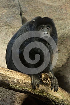 The Black-howler monkey Alouatta caraya.