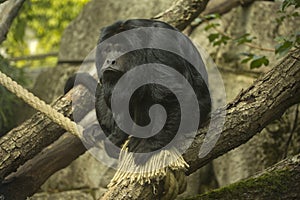 The Black-howler monkey Alouatta caraya.