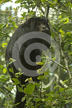 The Black-howler monkey (Alouatta caraya).