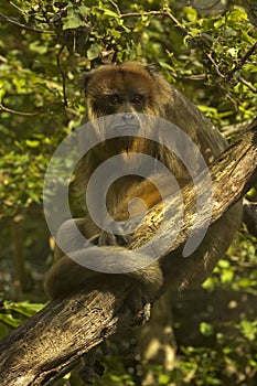 The Black-howler monkey (Alouatta caraya).