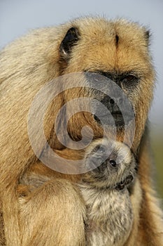 Black-howler monkey, Alouatta caraya