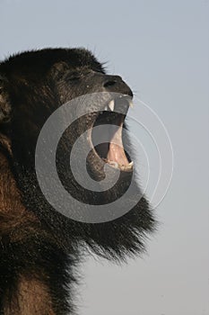 Black-howler monkey, Alouatta caraya