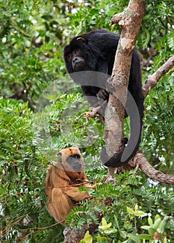 Black Howler Monkey Alouatta caraya  female and male on the tree. Natural habitat . Brazil