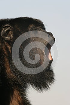 Black-howler monkey, Alouatta caraya