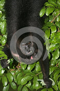 Black-howler monkey, Alouatta pigra