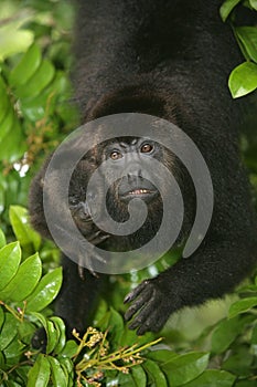 Black-howler monkey, Alouatta pigra