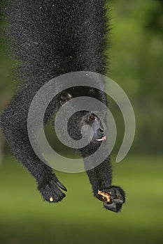 Black-howler monkey, Alouatta pigra
