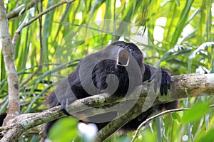 Black Howler monkey, in Belize, howling