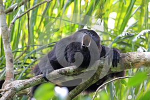 Black Howler monkey, in Belize, howling photo