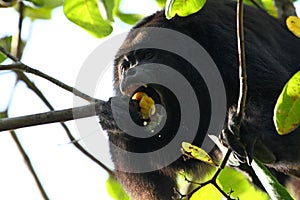 Black Howler Monkey eating a Cashew Fruit