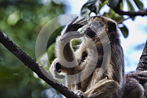 Black howler monkey (female)