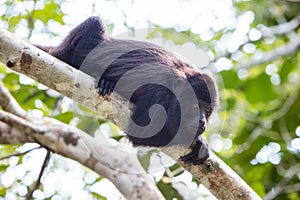 Black Howler Monkey in Forest Canopy