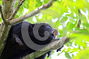 Black howler monkey howling close up