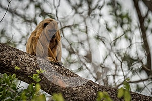 Black howler monkey looking down on branch
