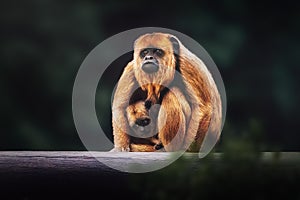 Black Howler Monkey Mother and Child