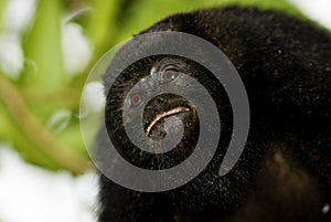 Black howler monkey portrait photo