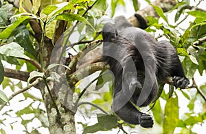 Black Howler Monkey Swinging From Trees