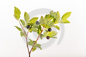 Black Huckleberry - Vaccinium membranaceum - Isolated Branch photo