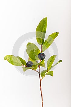 Black Huckleberry - Vaccinium membranaceum photo