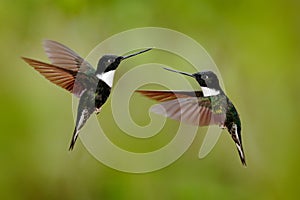 Black hummingbird Collared Inca, Coeligena torquata, dark green black and white hummingbird flying bird fight, Colombia. Wildlife