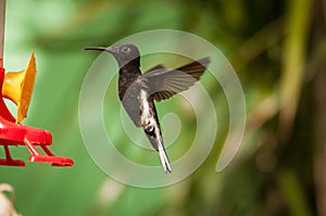 Black Hummingbird flying photo