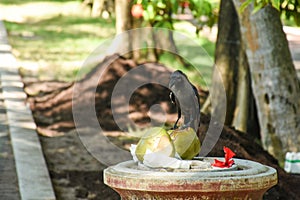 Black hungry crow searching for food on the dust bin