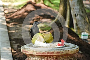 Black hungry crow sitting on the dust bin