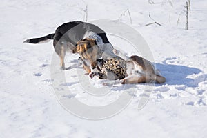 Black hunting dog bites Basenji on the neck