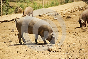 Black Iberian pig photo