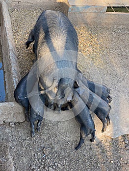 Black Iberian pigs, Porcella Negra Mallorquina photo