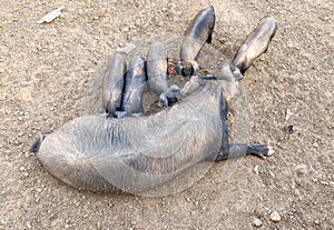 Black Iberian pigs, Porcella Negra Mallorquina photo