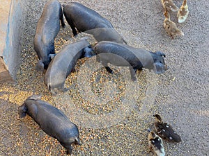 Black Iberian pigs, Porcella Negra Mallorquina photo
