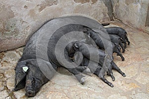Black Iberian Sow With Suckling Piglets