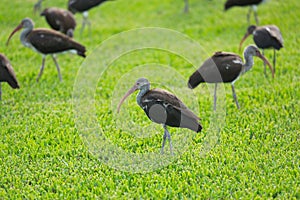 Black Ibis birds group green grass Bonita Springs Florida