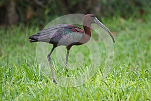 A black ibis walking in a bed of grass